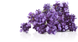 btl-lavender-1