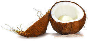 coconut-large