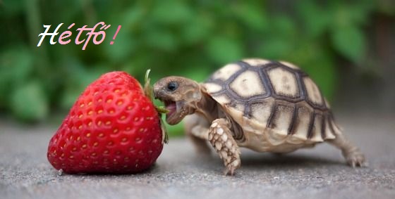 hetfoblog2