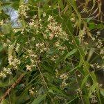 Neem_(Azadirachta_indica)_in_Hyderabad_W_IMG_6976