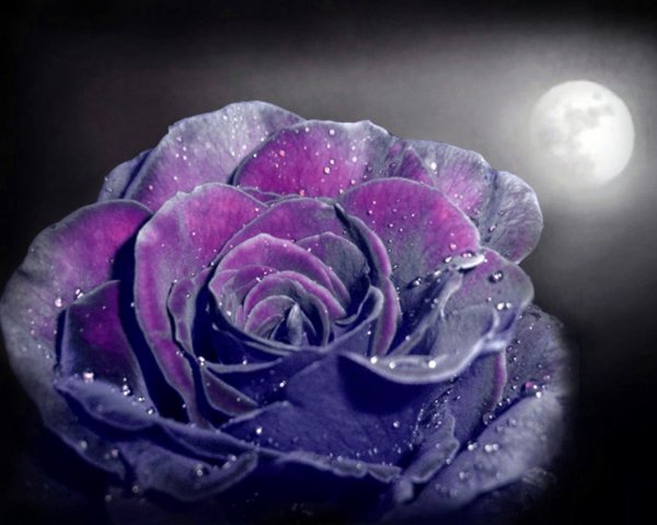 133516-1280x1024-[DesktopNexus.com]