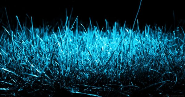 MOON GRASS, BY LIQUIDOPERA ON DEVIANTART