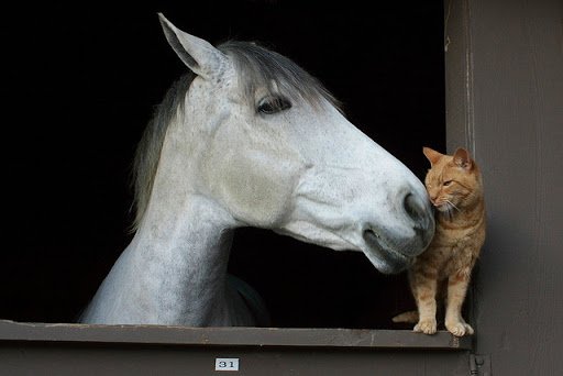 source: http://lovemeow.com