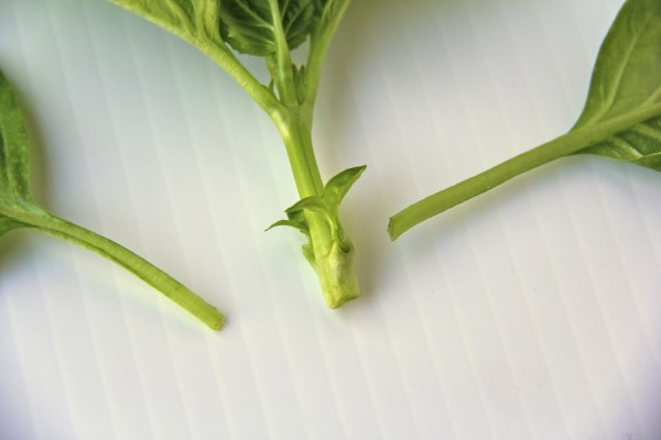 source: http://thecafesucrefarine.com/