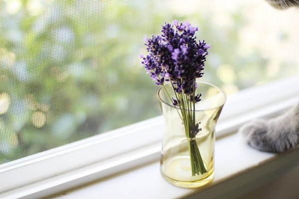 source: elephantineblog.com