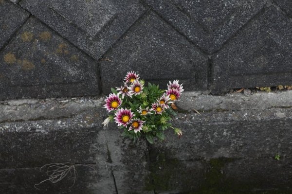 virágok a betonban