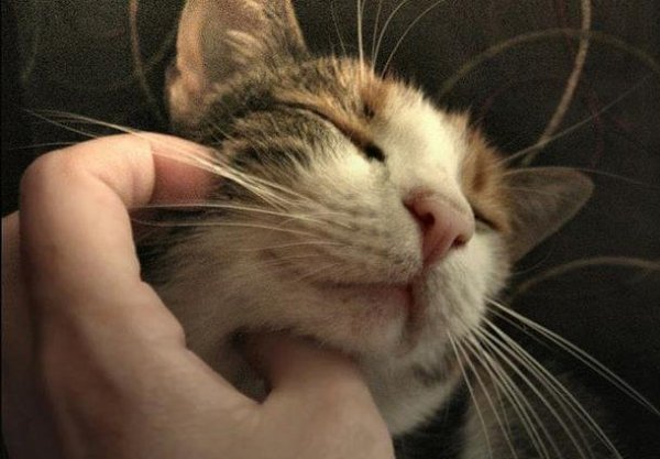 source: www.curiosityaroused.com