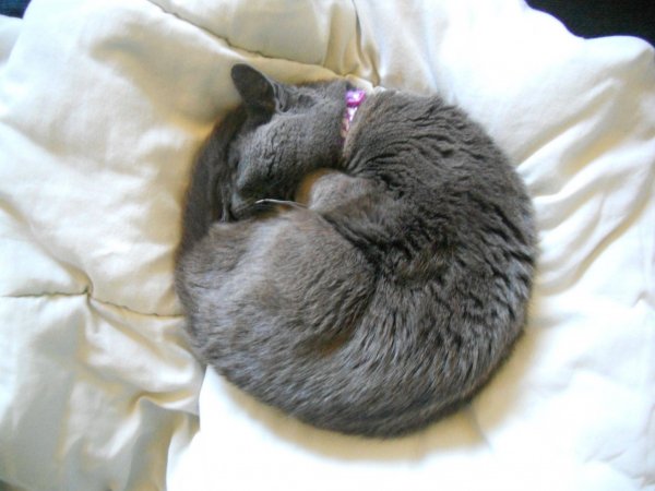 source: www.chickensmoothie.com