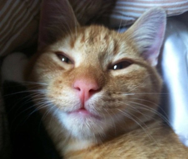 source: www.catster.com