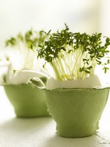 zsázsa tojáshéjban