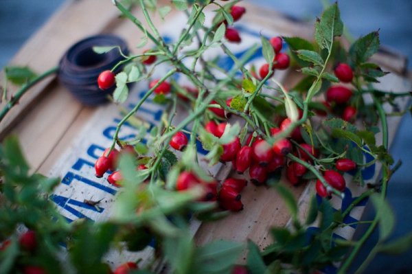 source: lindstromdiary.com