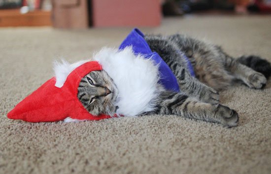 source: www.thedaintysquid.com/