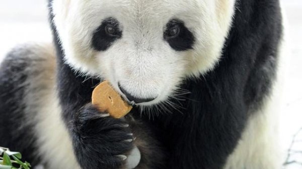 source: imgarcade.com