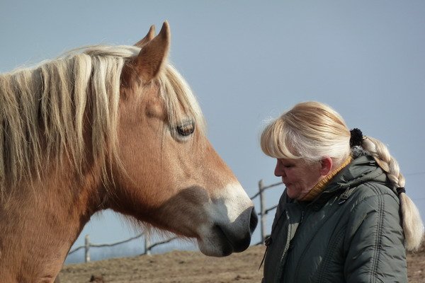 forrás: http://www.lovasok.hu/index.php?i=81505