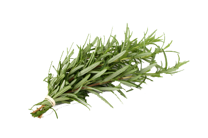 Rosemary