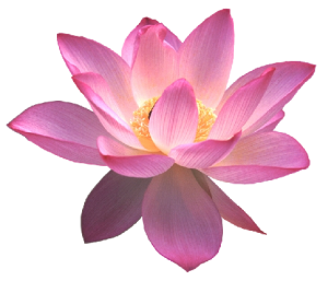 lotus_10