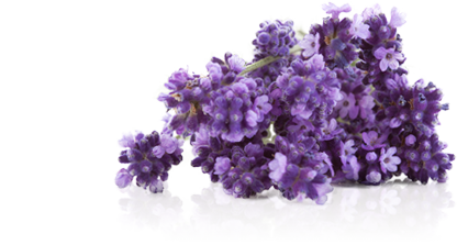 btl-lavender-1