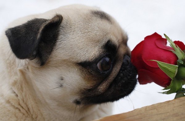 source: simplebeautyofnature.blogspot.com