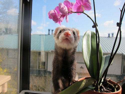 source: mysticmedusa.com