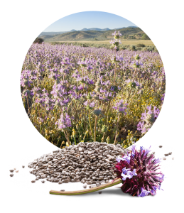 www.worldofchia.com