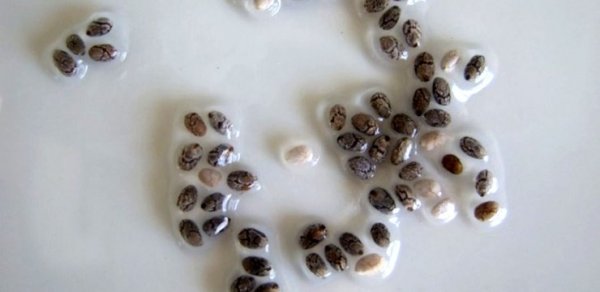 source: strictlychiaseeds.com.my