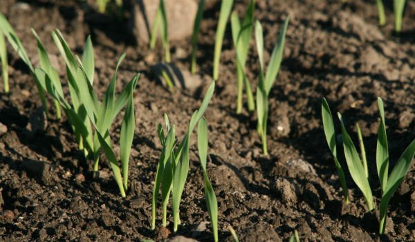 source: www.sunwarrior.com