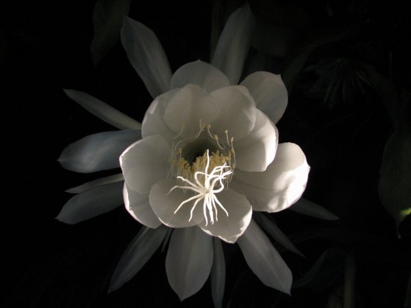 source: en.wikipedia.org