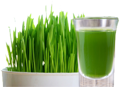 in-wp-content-themes-twentyeleven-images-product_wheatgrass-250x250