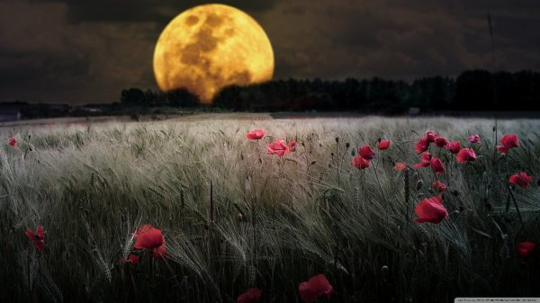 source: http://wallpaperswide.com/