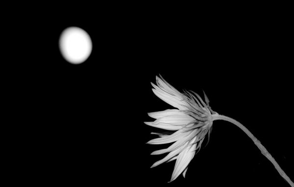 holdfényes virágok