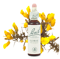 gorse remedy chooser