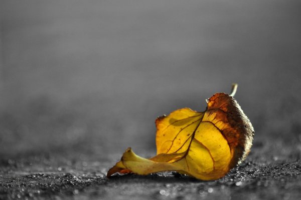 source: blackrugiada.deviantart.com